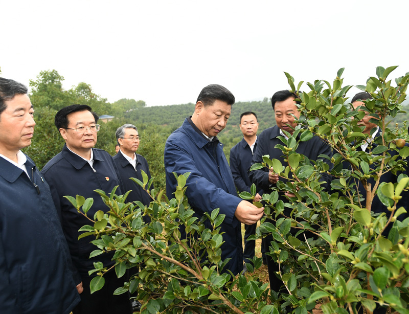 　　9月16日至18日，中共中央總書記、國家主席、中央軍委主席習(xí)近平在河南考察。這是17日上午，習(xí)近平來到信陽市光山縣槐店鄉(xiāng)司馬光油茶園，實(shí)地察看油茶樹種植和掛果情況。新華社記者 謝環(huán)馳 攝